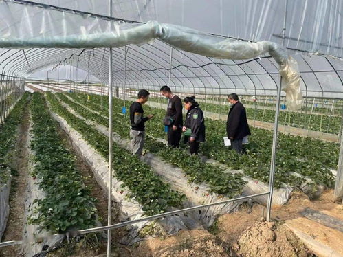 景谷多措并舉，合力保障春節期間農產品質量安全